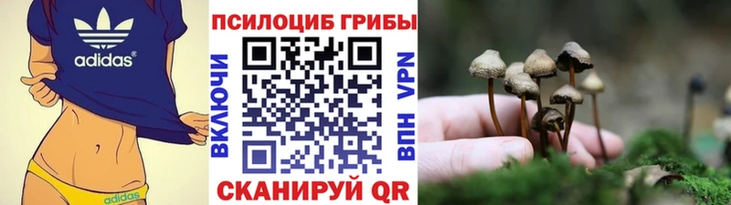 Купить  Луховицы  Галлюциногенные грибы Cubensis 